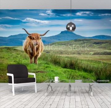 Picture of Grazing highland cow in Isle of Skye in Scotland